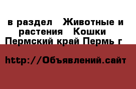  в раздел : Животные и растения » Кошки . Пермский край,Пермь г.